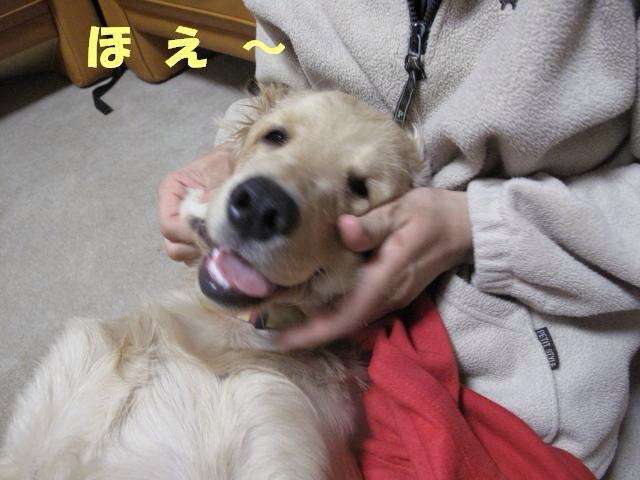 「柴犬のほっぺはよく伸びる」との噂→本当かどうか試してみたら可愛すぎたww