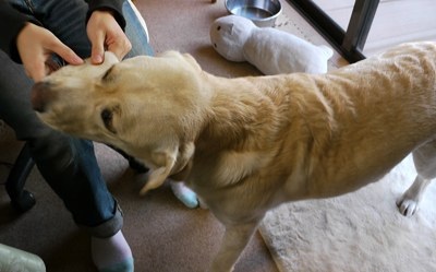 「柴犬のほっぺはよく伸びる」との噂→本当かどうか試してみたら可愛すぎたww