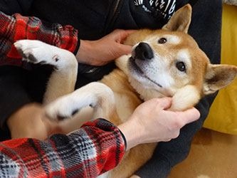 「柴犬のほっぺはよく伸びる」との噂→本当かどうか試してみたら可愛すぎたww