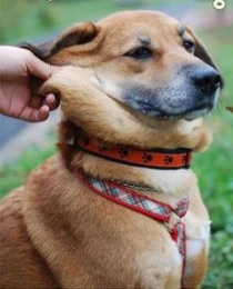 「柴犬のほっぺはよく伸びる」との噂→本当かどうか試してみたら可愛すぎたww