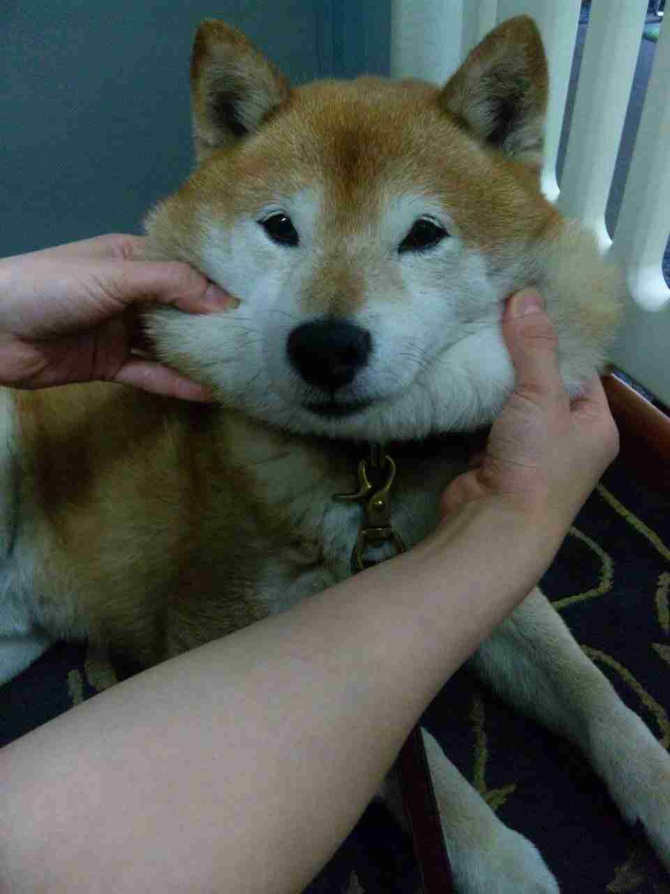 「柴犬のほっぺはよく伸びる」との噂→本当かどうか試してみたら可愛すぎたww