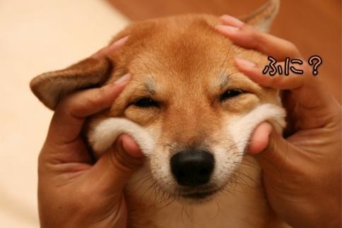 「柴犬のほっぺはよく伸びる」との噂→本当かどうか試してみたら可愛すぎたww