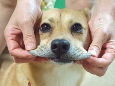 「柴犬のほっぺはよく伸びる」との噂→本当かどうか試してみたら可愛すぎたww
