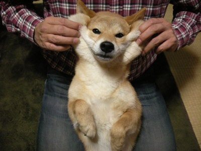 「柴犬のほっぺはよく伸びる」との噂→本当かどうか試してみたら可愛すぎたww