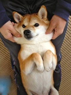 「柴犬のほっぺはよく伸びる」との噂→本当かどうか試してみたら可愛すぎたww