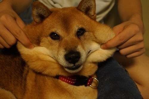 「柴犬のほっぺはよく伸びる」との噂→本当かどうか試してみたら可愛すぎたww