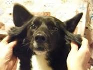「柴犬のほっぺはよく伸びる」との噂→本当かどうか試してみたら可愛すぎたww