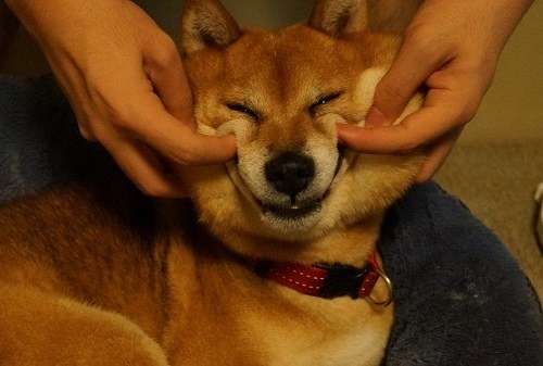 「柴犬のほっぺはよく伸びる」との噂→本当かどうか試してみたら可愛すぎたww