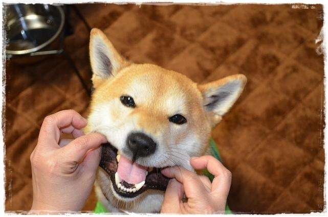 「柴犬のほっぺはよく伸びる」との噂→本当かどうか試してみたら可愛すぎたww