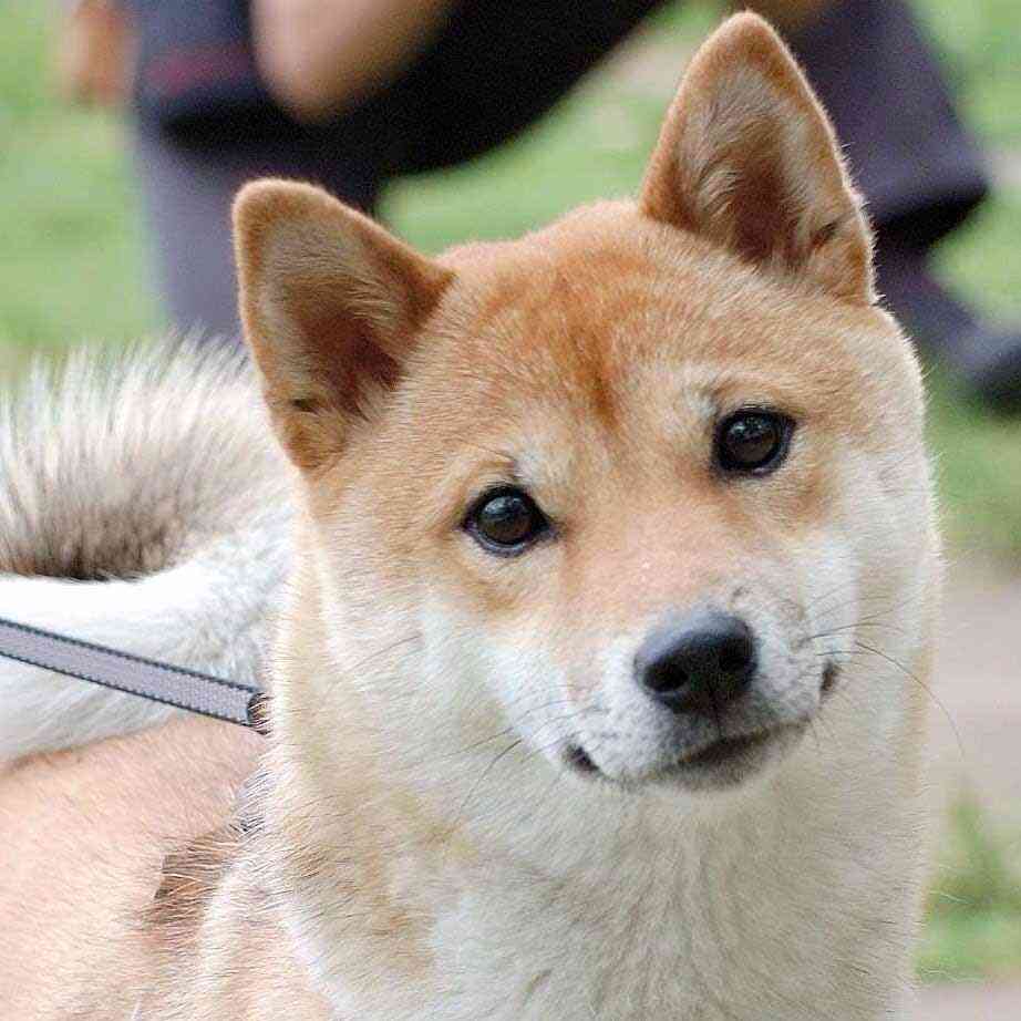 「柴犬のほっぺはよく伸びる」との噂→本当かどうか試してみたら可愛すぎたww