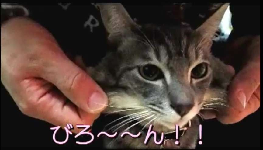 「柴犬のほっぺはよく伸びる」との噂→本当かどうか試してみたら可愛すぎたww