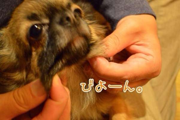「柴犬のほっぺはよく伸びる」との噂→本当かどうか試してみたら可愛すぎたww