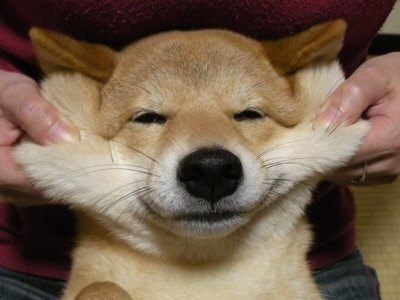 「柴犬のほっぺはよく伸びる」との噂→本当かどうか試してみたら可愛すぎたww