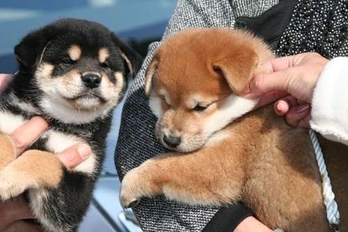 「柴犬のほっぺはよく伸びる」との噂→本当かどうか試してみたら可愛すぎたww