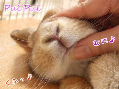 「柴犬のほっぺはよく伸びる」との噂→本当かどうか試してみたら可愛すぎたww