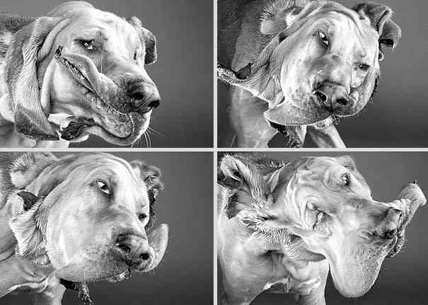 「柴犬のほっぺはよく伸びる」との噂→本当かどうか試してみたら可愛すぎたww