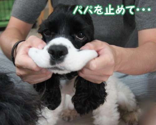 「柴犬のほっぺはよく伸びる」との噂→本当かどうか試してみたら可愛すぎたww