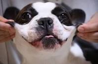 「柴犬のほっぺはよく伸びる」との噂→本当かどうか試してみたら可愛すぎたww