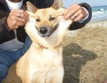 「柴犬のほっぺはよく伸びる」との噂→本当かどうか試してみたら可愛すぎたww