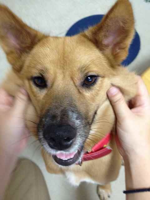「柴犬のほっぺはよく伸びる」との噂→本当かどうか試してみたら可愛すぎたww