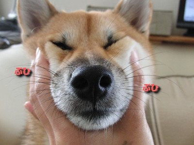 「柴犬のほっぺはよく伸びる」との噂→本当かどうか試してみたら可愛すぎたww