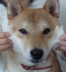「柴犬のほっぺはよく伸びる」との噂→本当かどうか試してみたら可愛すぎたww