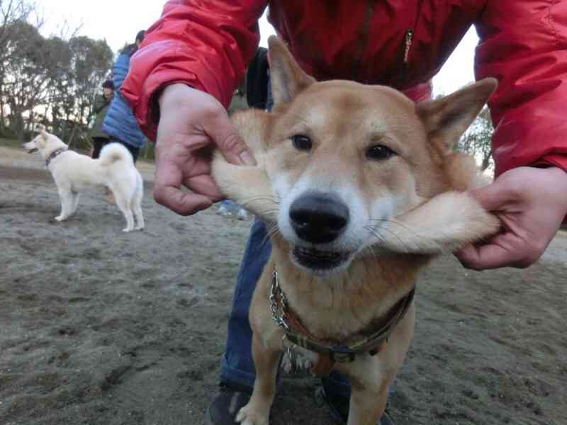 「柴犬のほっぺはよく伸びる」との噂→本当かどうか試してみたら可愛すぎたww