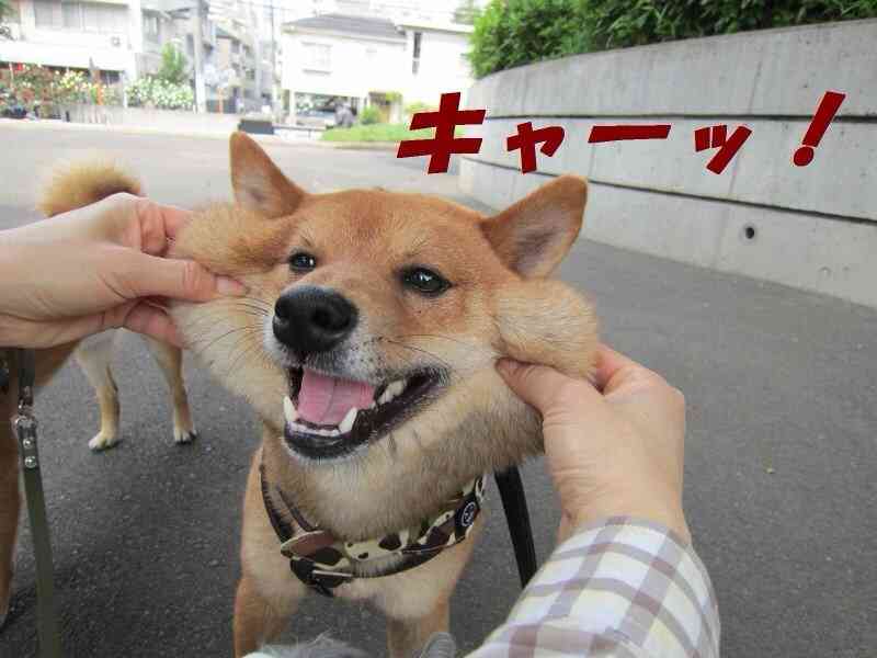 「柴犬のほっぺはよく伸びる」との噂→本当かどうか試してみたら可愛すぎたww