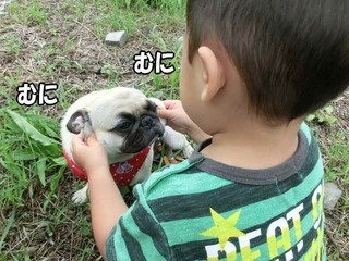 「柴犬のほっぺはよく伸びる」との噂→本当かどうか試してみたら可愛すぎたww