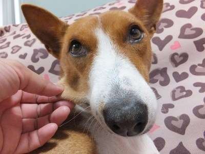 「柴犬のほっぺはよく伸びる」との噂→本当かどうか試してみたら可愛すぎたww