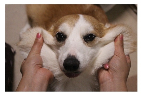 「柴犬のほっぺはよく伸びる」との噂→本当かどうか試してみたら可愛すぎたww