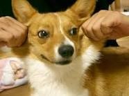 「柴犬のほっぺはよく伸びる」との噂→本当かどうか試してみたら可愛すぎたww