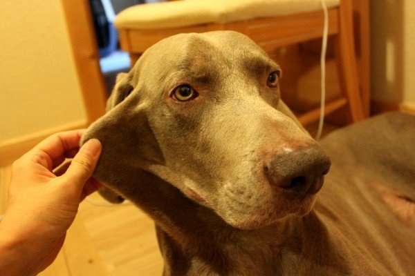 「柴犬のほっぺはよく伸びる」との噂→本当かどうか試してみたら可愛すぎたww