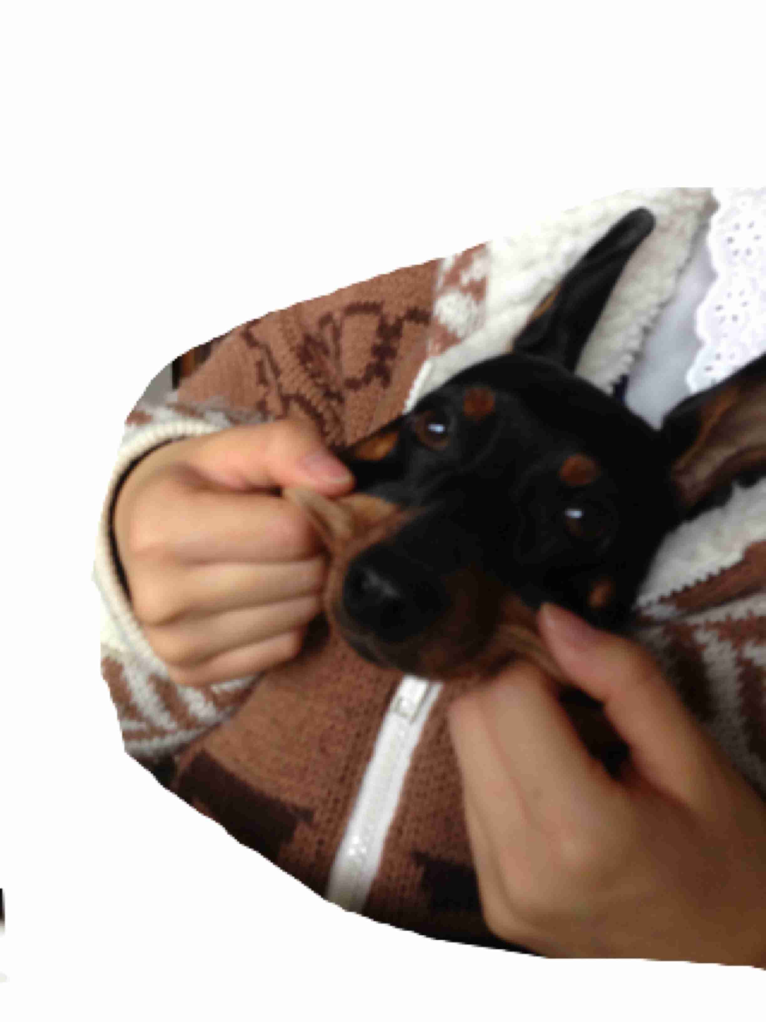 「柴犬のほっぺはよく伸びる」との噂→本当かどうか試してみたら可愛すぎたww