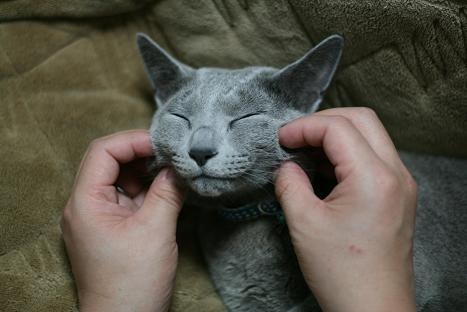 「柴犬のほっぺはよく伸びる」との噂→本当かどうか試してみたら可愛すぎたww