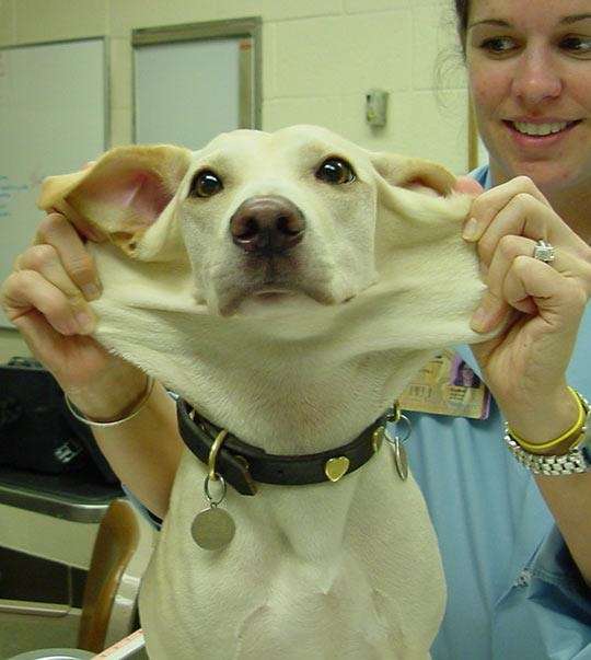 「柴犬のほっぺはよく伸びる」との噂→本当かどうか試してみたら可愛すぎたww
