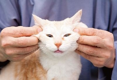 「柴犬のほっぺはよく伸びる」との噂→本当かどうか試してみたら可愛すぎたww