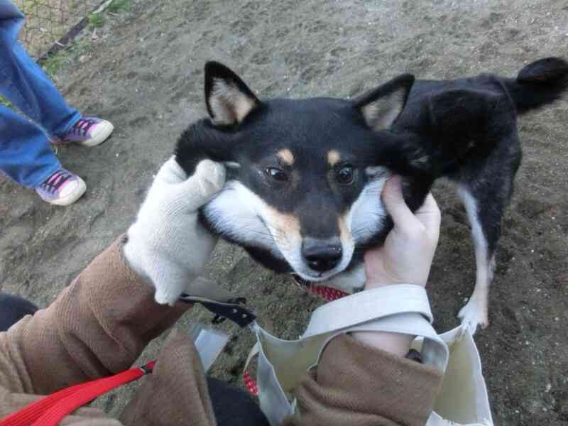 「柴犬のほっぺはよく伸びる」との噂→本当かどうか試してみたら可愛すぎたww