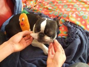「柴犬のほっぺはよく伸びる」との噂→本当かどうか試してみたら可愛すぎたww