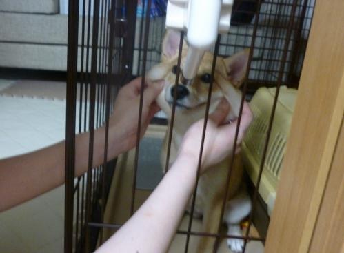 「柴犬のほっぺはよく伸びる」との噂→本当かどうか試してみたら可愛すぎたww