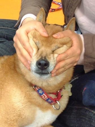 「柴犬のほっぺはよく伸びる」との噂→本当かどうか試してみたら可愛すぎたww