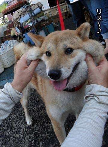 「柴犬のほっぺはよく伸びる」との噂→本当かどうか試してみたら可愛すぎたww