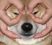 「柴犬のほっぺはよく伸びる」との噂→本当かどうか試してみたら可愛すぎたww