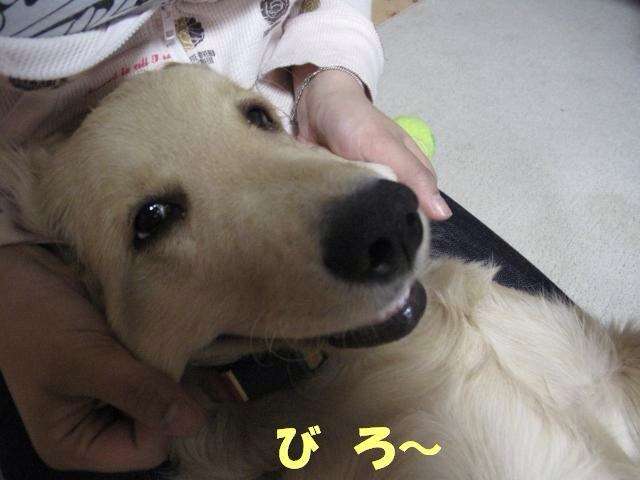 「柴犬のほっぺはよく伸びる」との噂→本当かどうか試してみたら可愛すぎたww