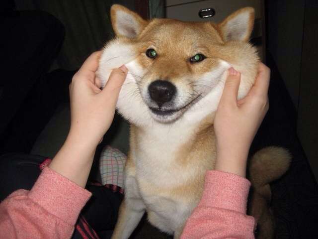 「柴犬のほっぺはよく伸びる」との噂→本当かどうか試してみたら可愛すぎたww