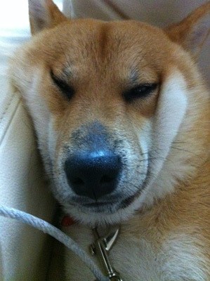 「柴犬のほっぺはよく伸びる」との噂→本当かどうか試してみたら可愛すぎたww
