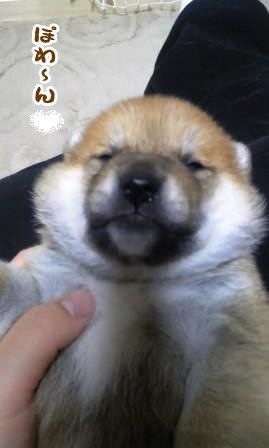 「柴犬のほっぺはよく伸びる」との噂→本当かどうか試してみたら可愛すぎたww
