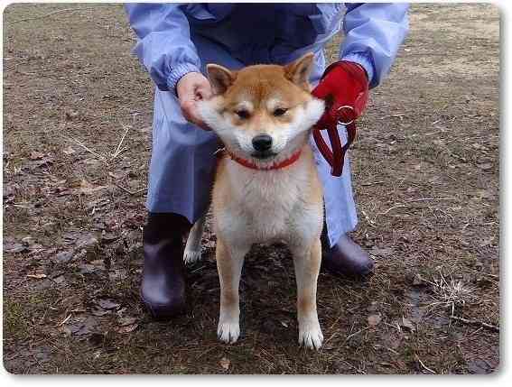 「柴犬のほっぺはよく伸びる」との噂→本当かどうか試してみたら可愛すぎたww
