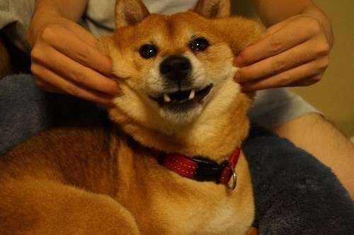 「柴犬のほっぺはよく伸びる」との噂→本当かどうか試してみたら可愛すぎたww