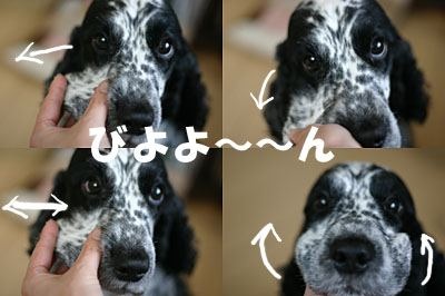 「柴犬のほっぺはよく伸びる」との噂→本当かどうか試してみたら可愛すぎたww